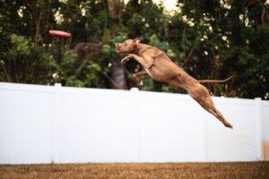 adopt life with a pit bull brown short coated dog jumping on white fence during daytime