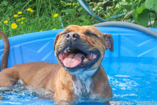 crate and rotate dog in pool