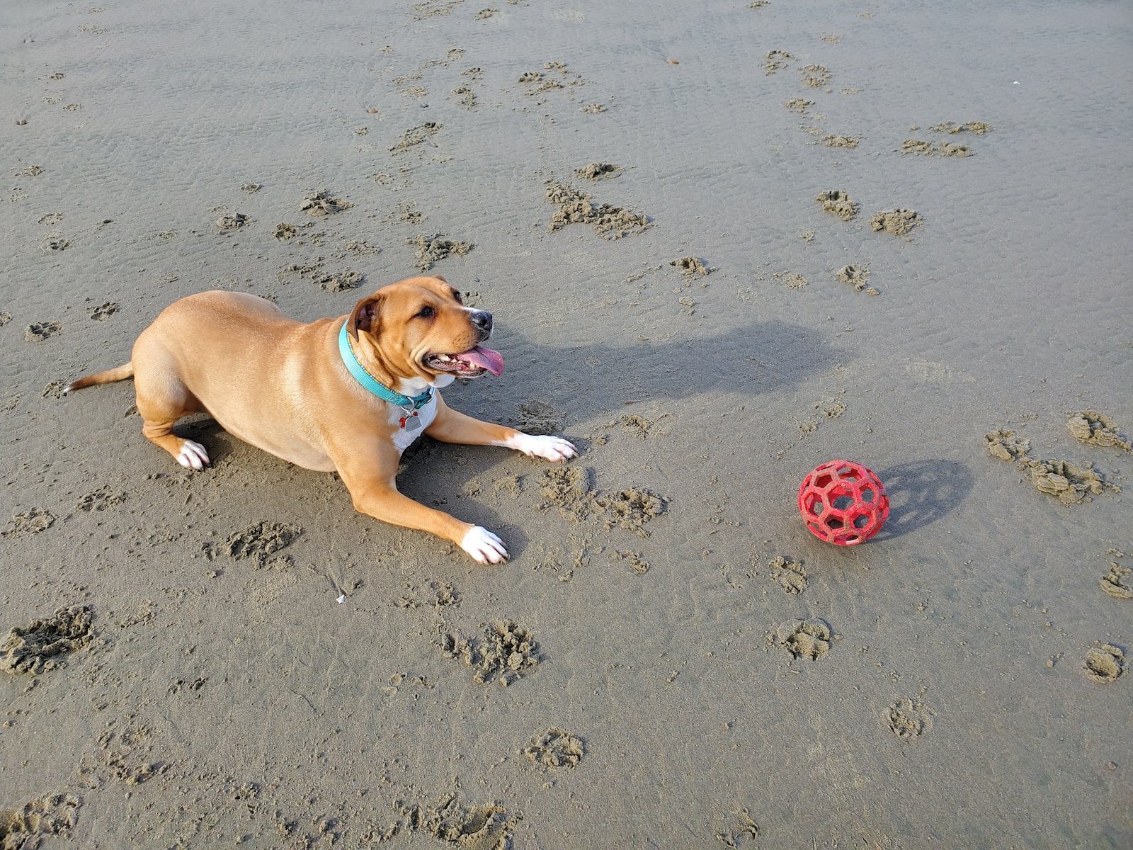 adopt life with a pit bull brown and white short coated dog playing on gray sand during daytime
