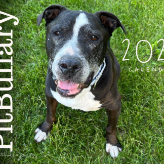 rescue pit bull calendar 2025