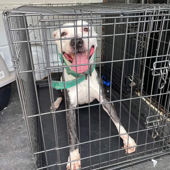 worcester animal resue league