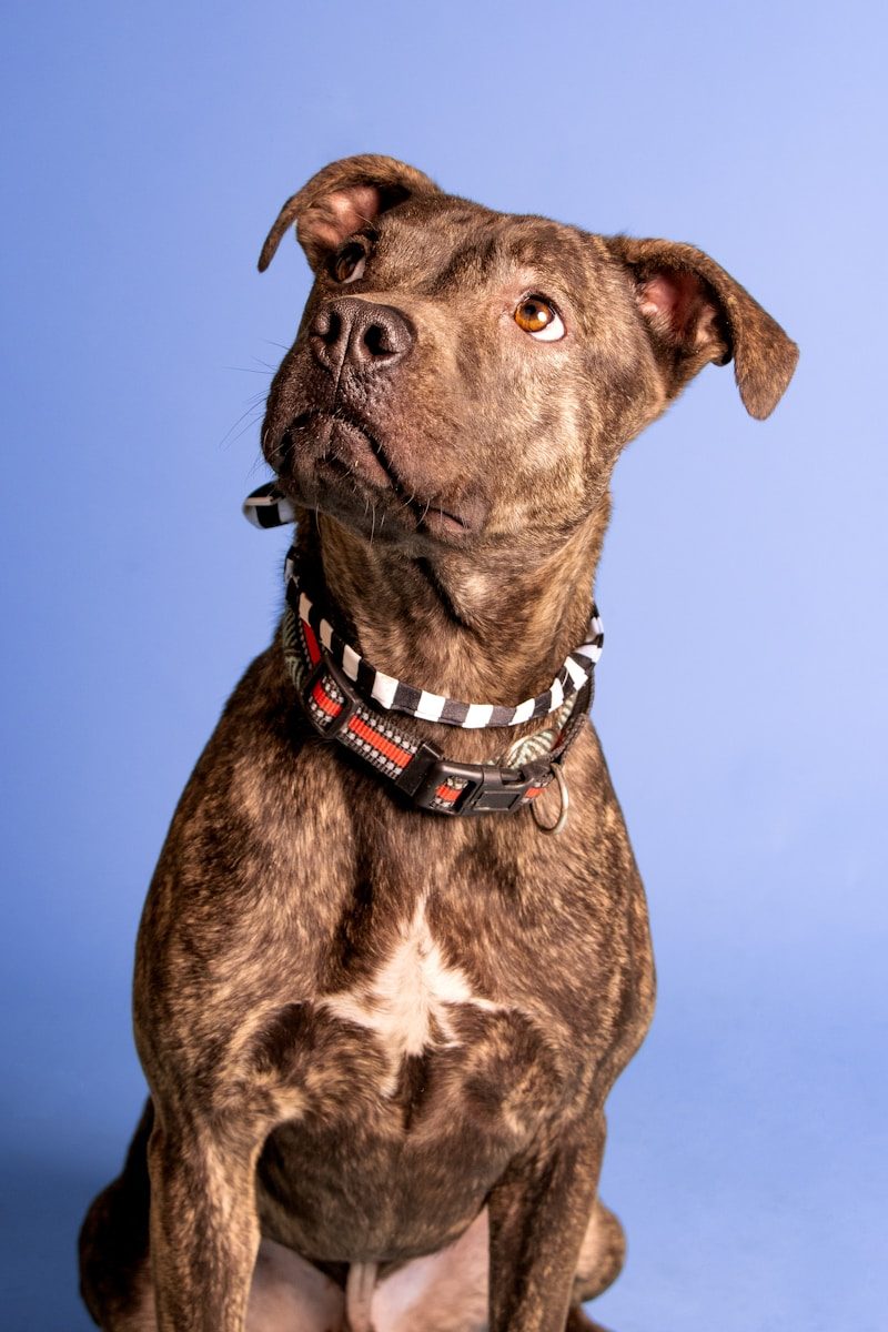 a dog with a collar