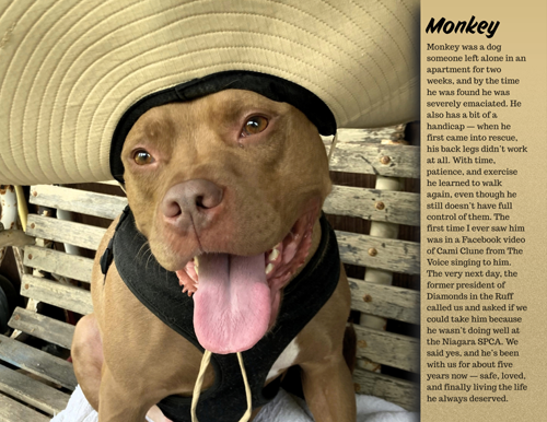 Rescue Pit Bull Calendar 2027 - Saved and Stunning - Image 11