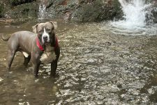 Photo by Calm Daily A pit bull stands in shallow water near a scenic waterfall, surrounded by nature.