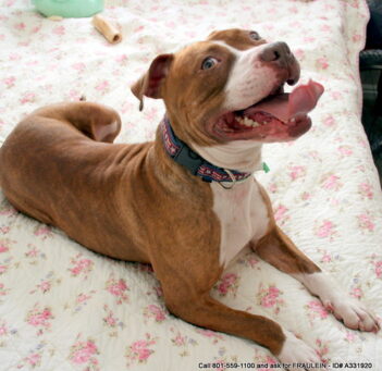 pit bull synergy home adopt a pit bull