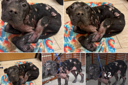 Screenshot 2026-03-23 074317