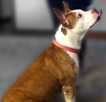 pit bull synergy home positive dog training